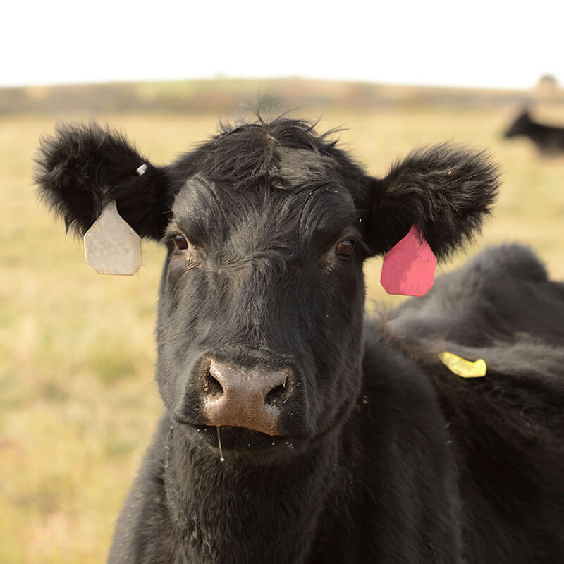 Heifers