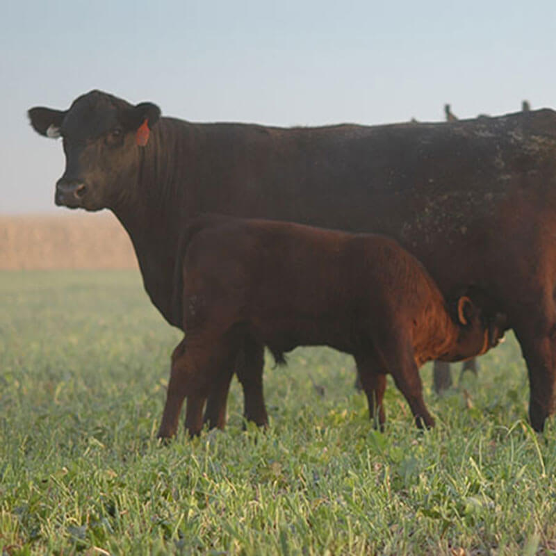 Cow/Calf Pairs