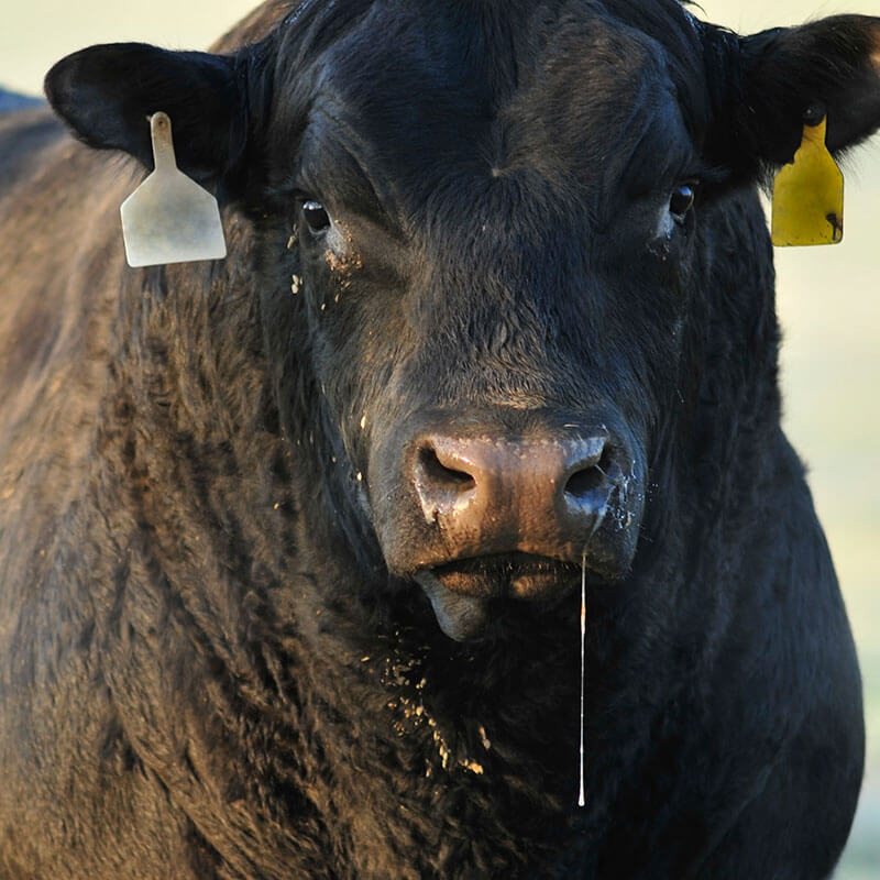 Bulls For Sale