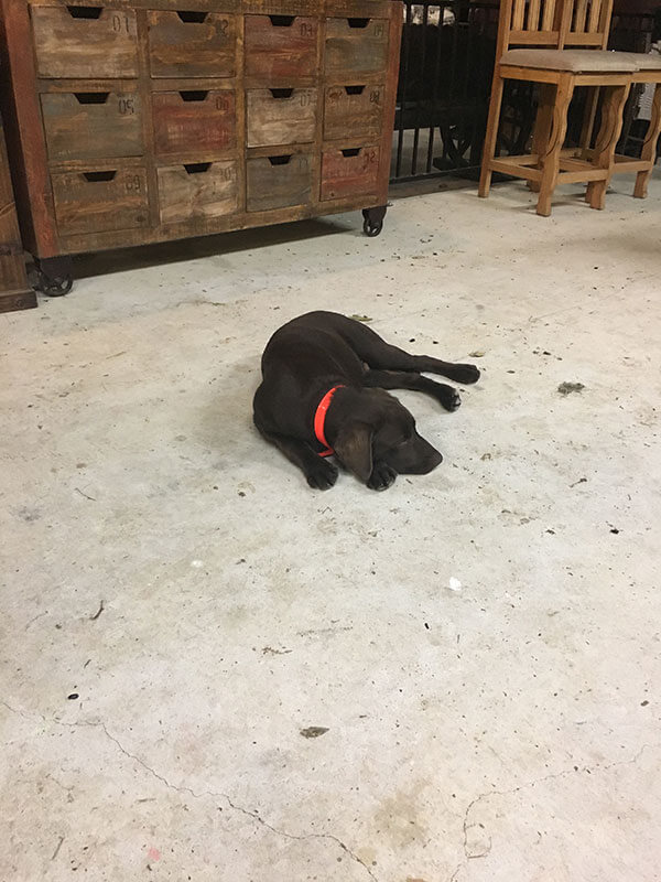 Lazy dog