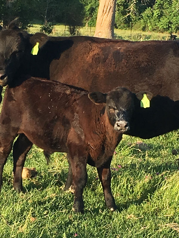 Angus calf
