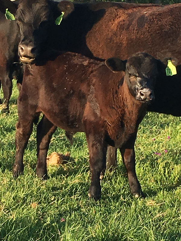 Angus cow and calf