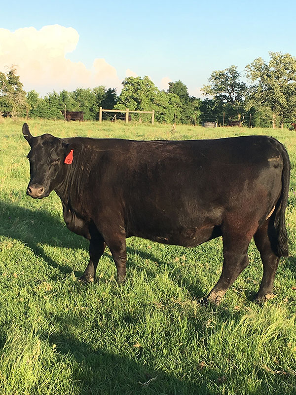 Angus cow in pasture
