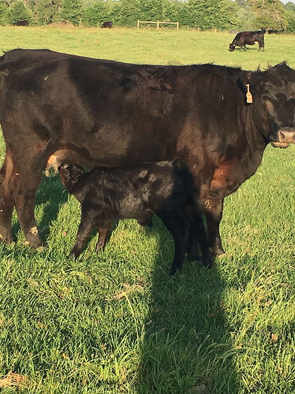 Angus calf milking