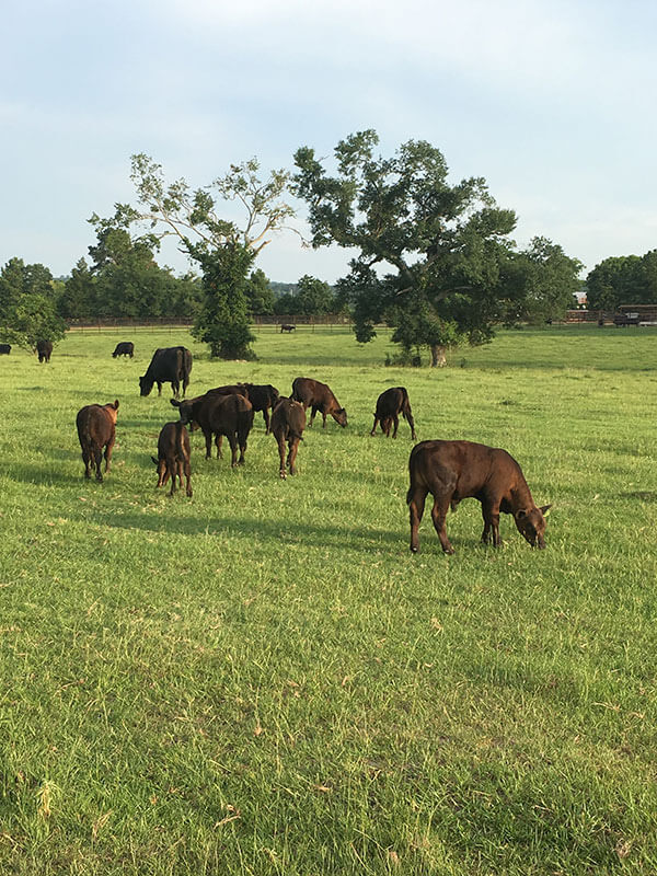 Angus grazing a pasture