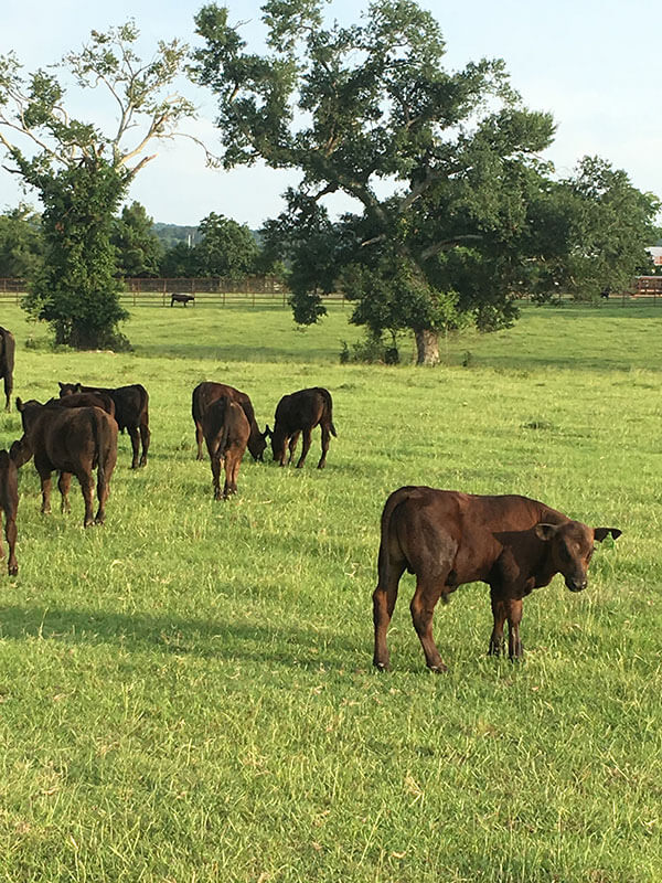 More grazing Angus cows