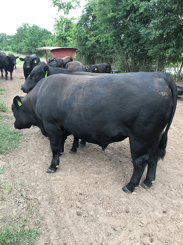 Big Angus bull