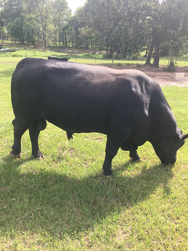 Another big Angus bull