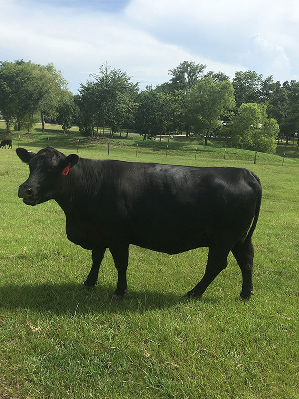 Angus in pasture