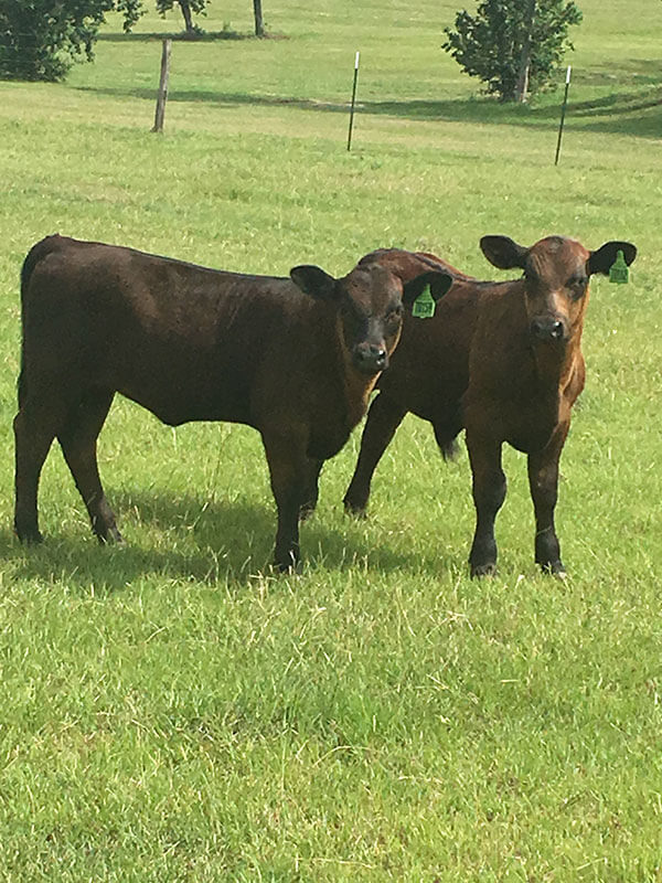 Curious calves