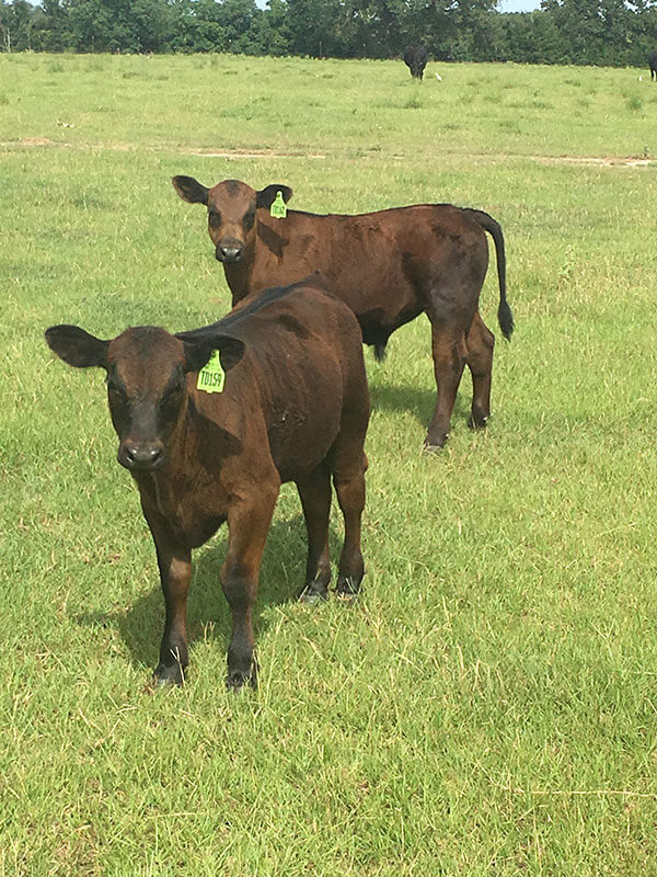 Curious calves