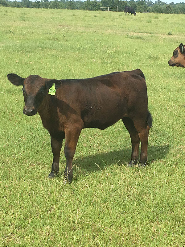 Curious calves