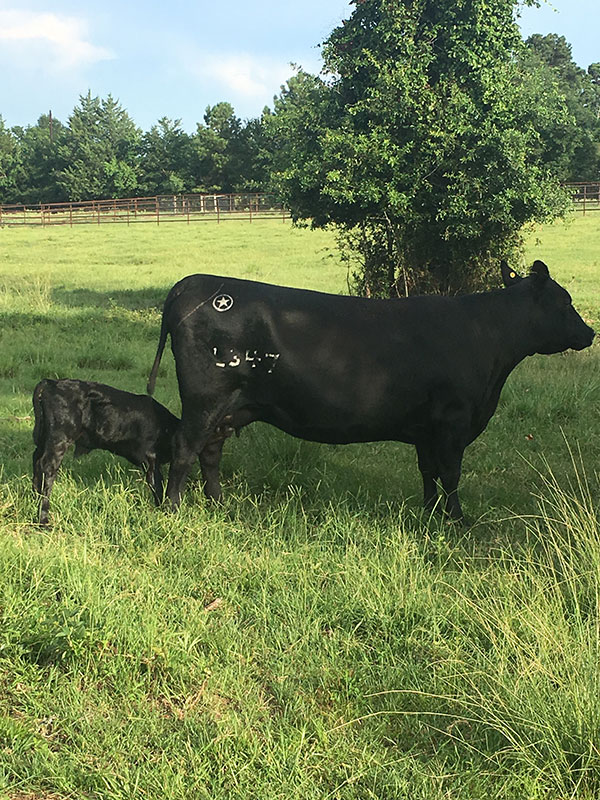 Angus cow and calf