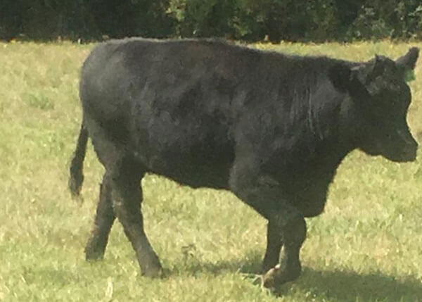 Angus females for sale in Texas