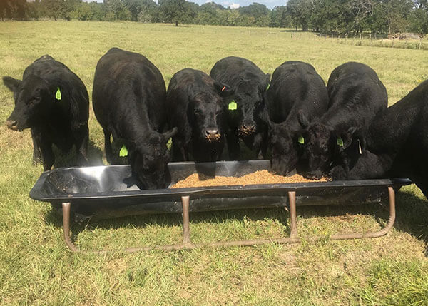 Angus cows feeding